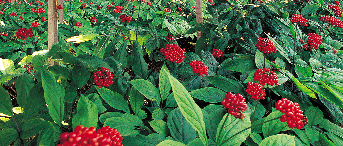 고려인삼의 학명